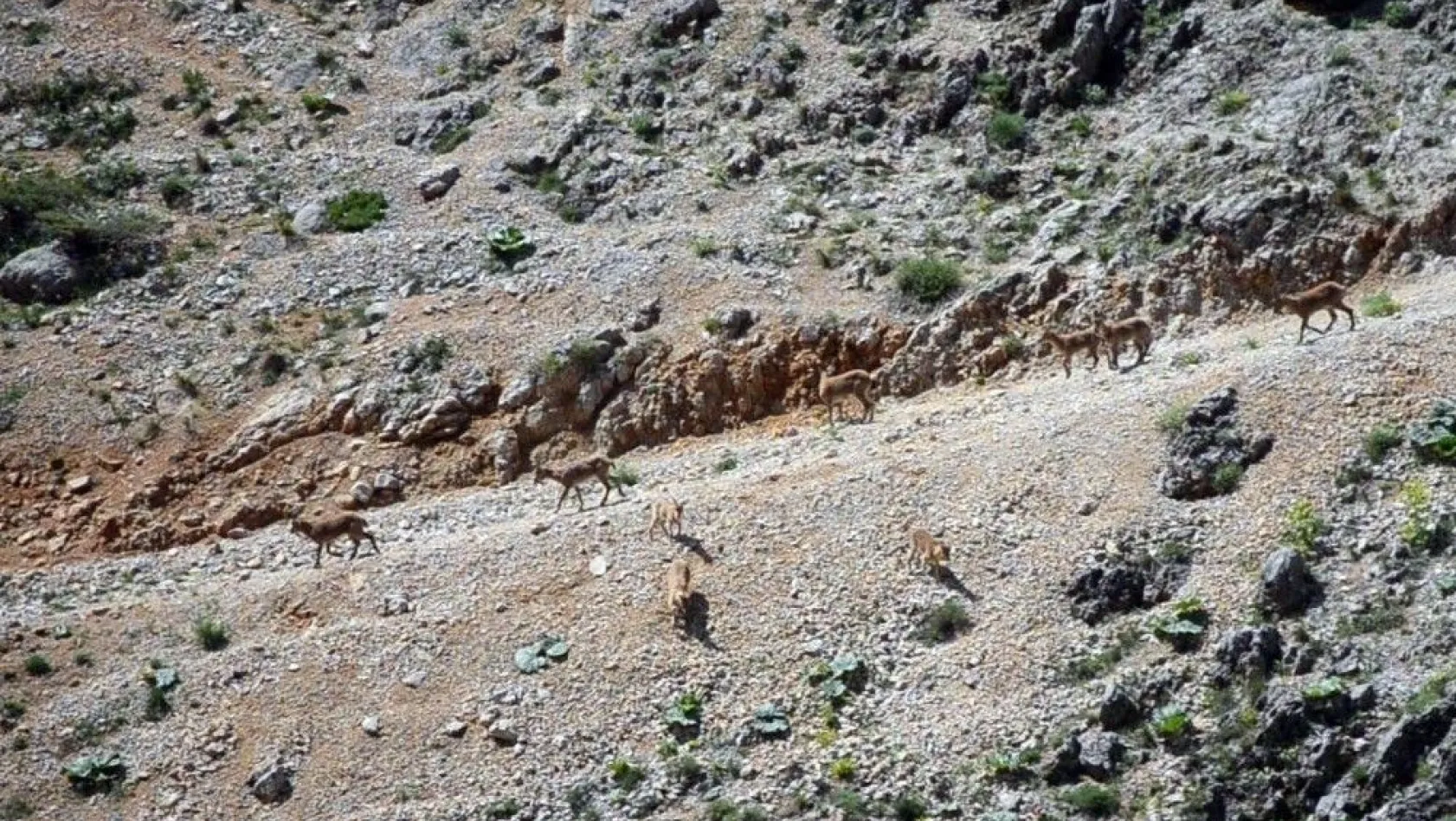 (Özel haber) Koruma altındaki dağ keçileri suya inerken görüntülendi
