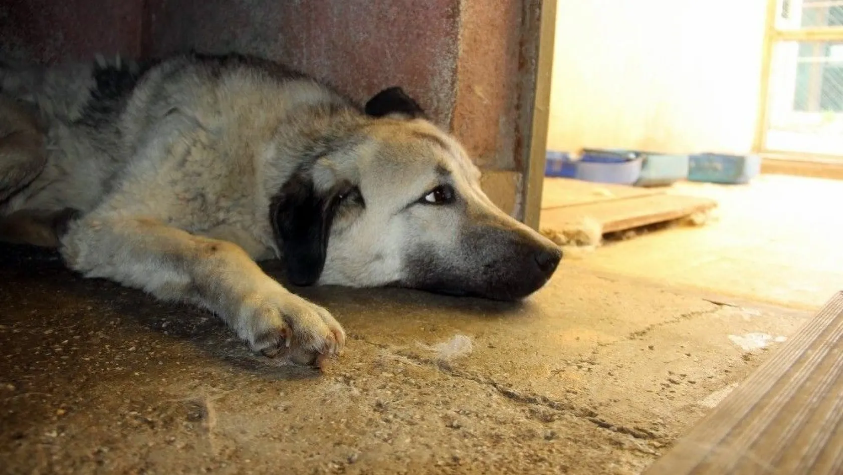 Boynuna lastik takılarak işkence edilen köpek kurtarıldı

