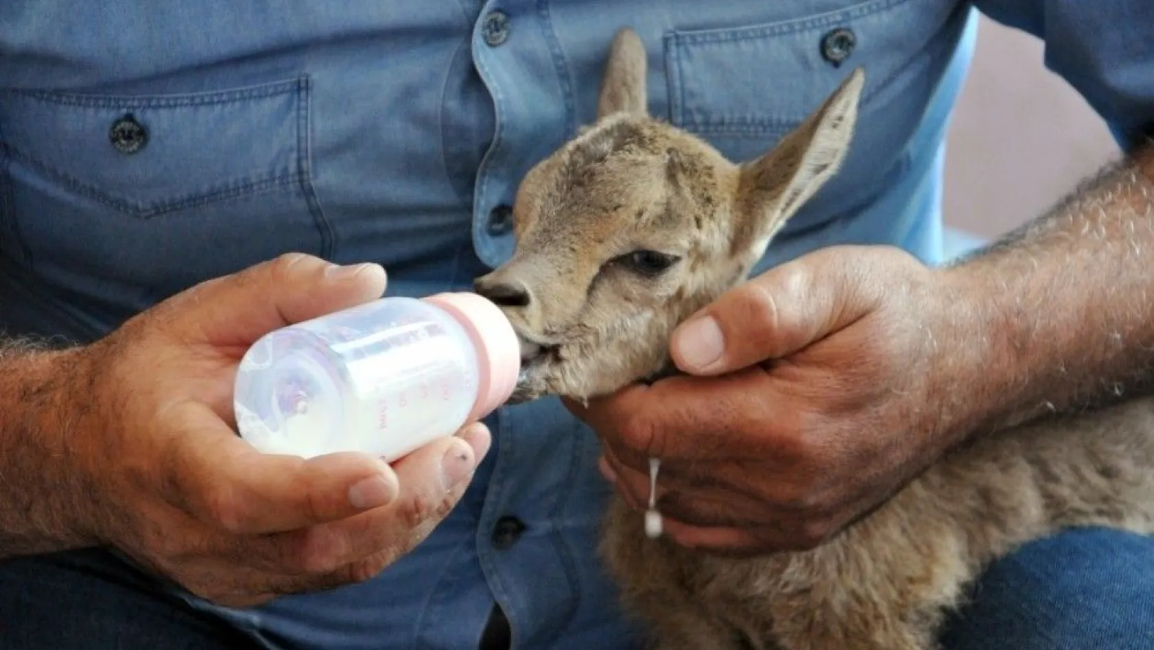 Yaralı yavru dağ keçisi biberonla besleniyor
