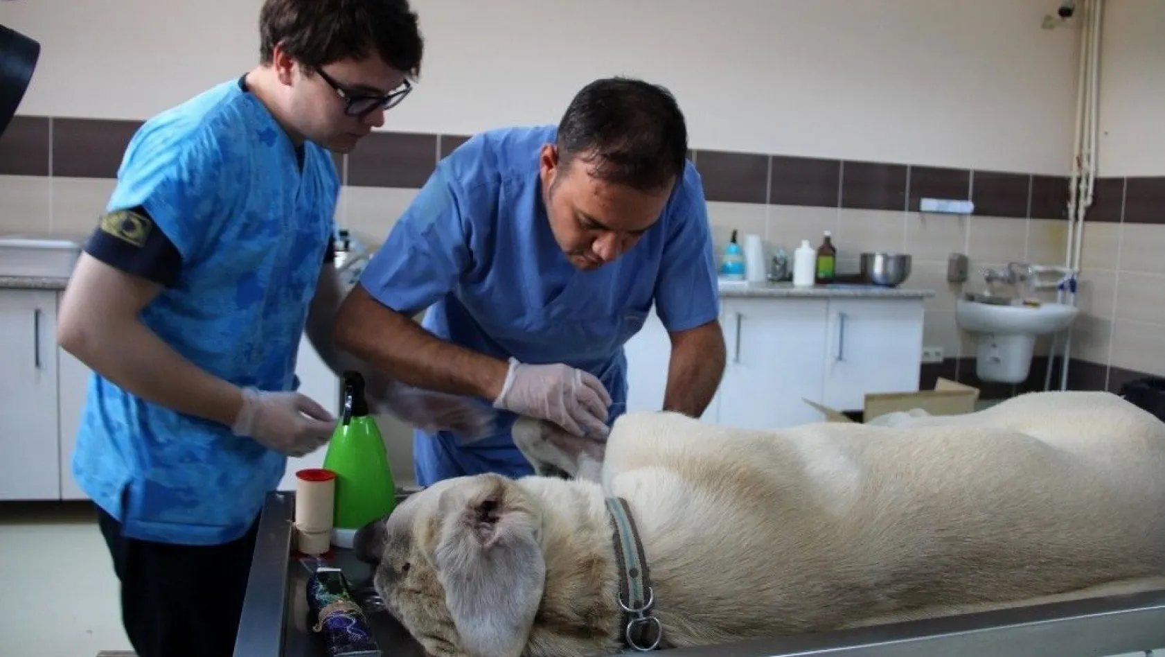 Hastalanan hayvanlar kendi hastanelerinde şifa buluyor
