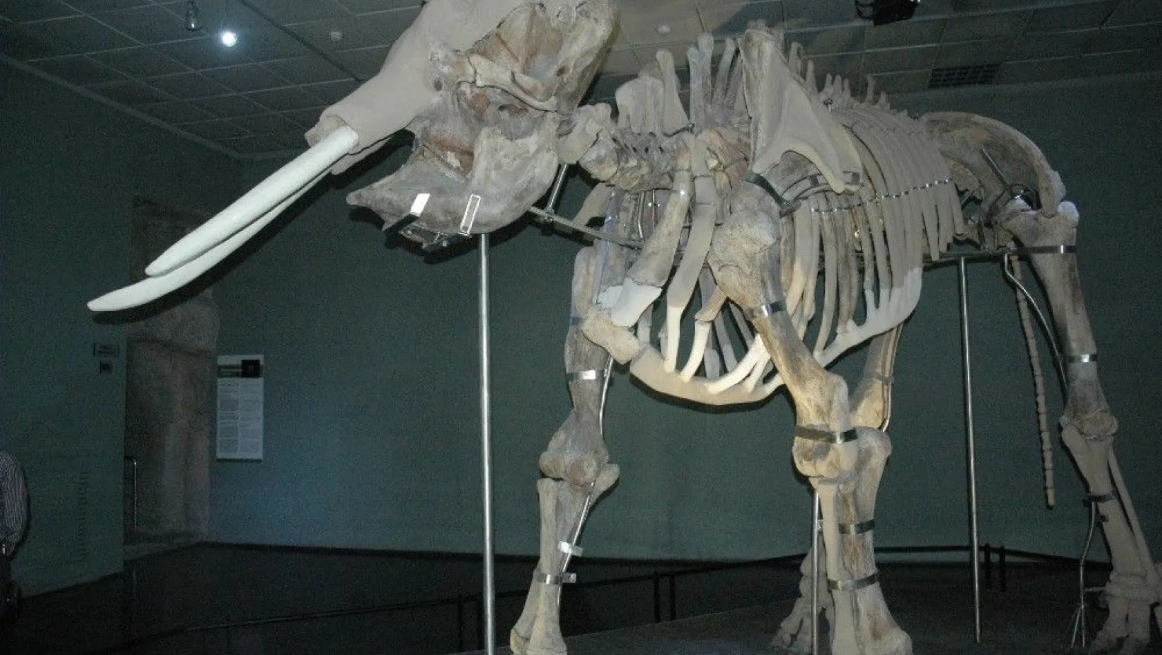Kahramanmaraş'ın fil müzesi

