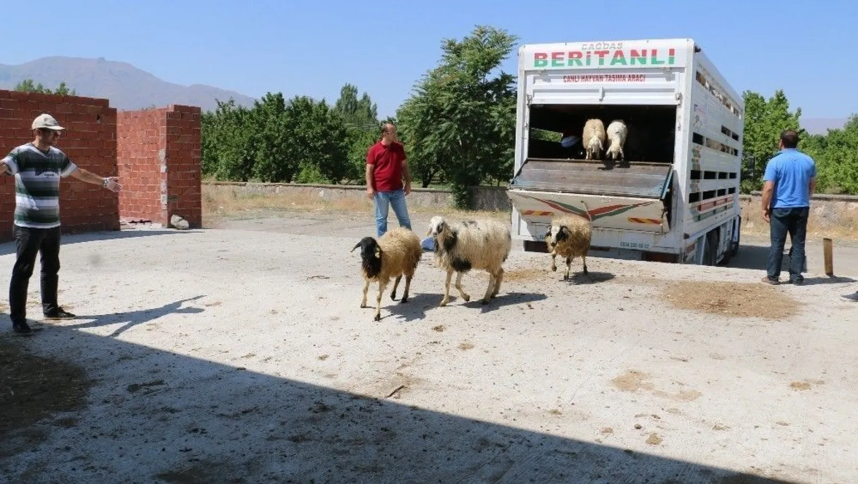 Erzincan'da genç çiftçiler koyunlarına kavuştu
