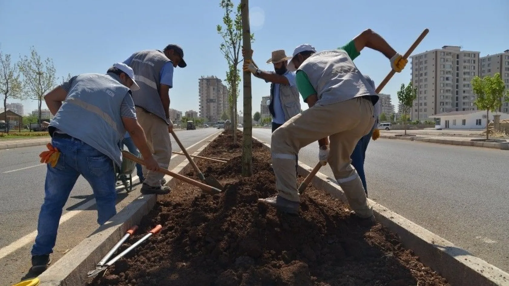 Diyarbakır'da kaldırım ve refüjler ağaçlandırılıyor

