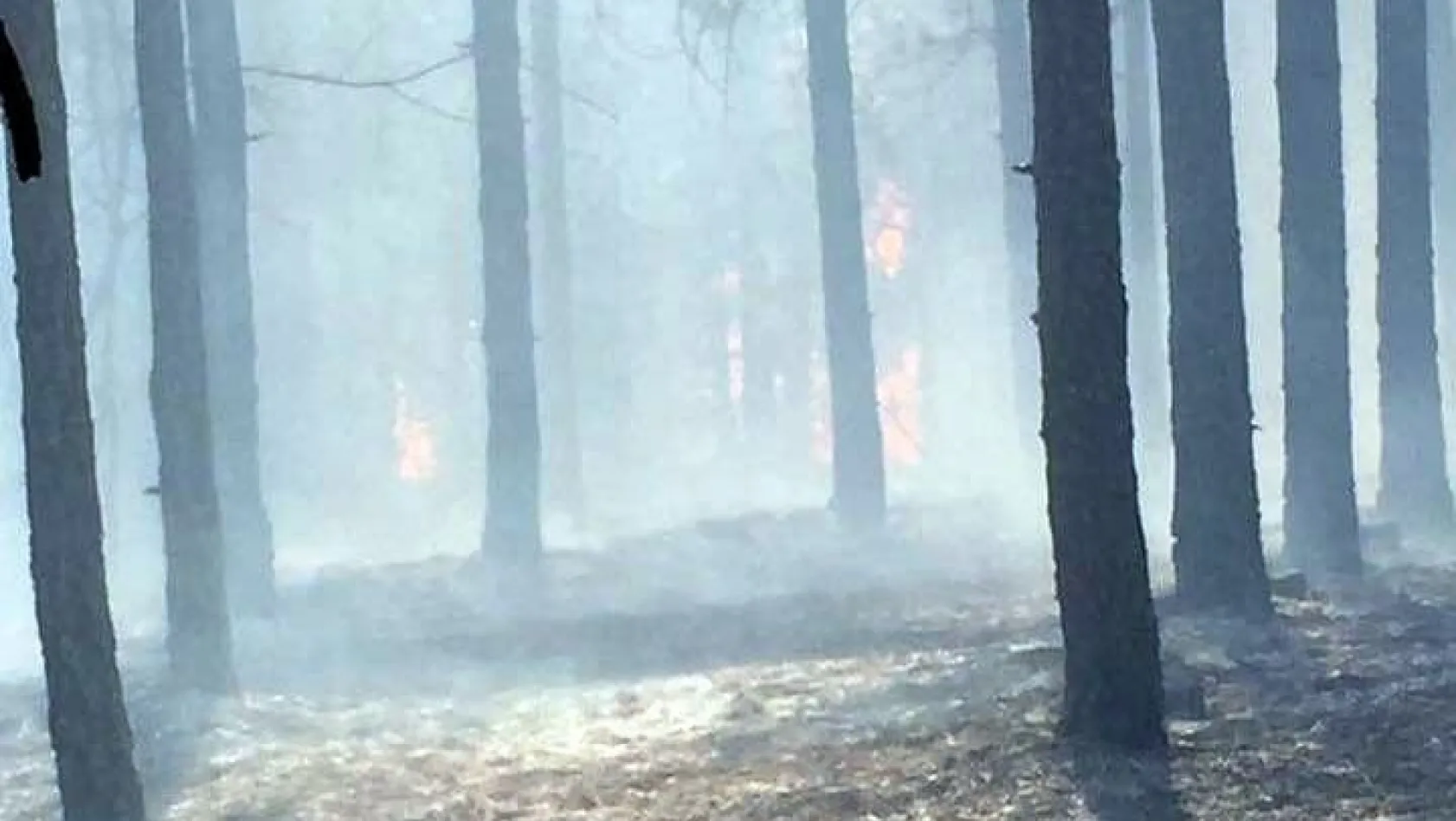 Malatya'da orman yangını
