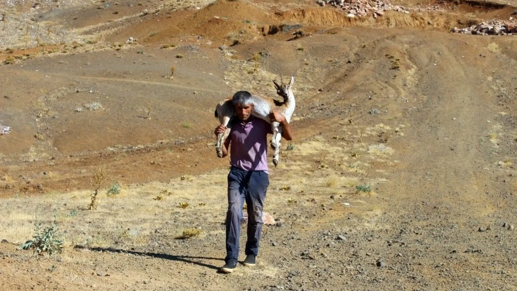 Yaralı dağ keçisini kilometrelerce sırtında taşıdı
