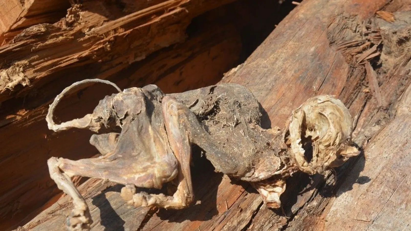 (düzeltme) 500 yıllık ağacın içinden çıkan hayvan iskeleti şaşırttı
