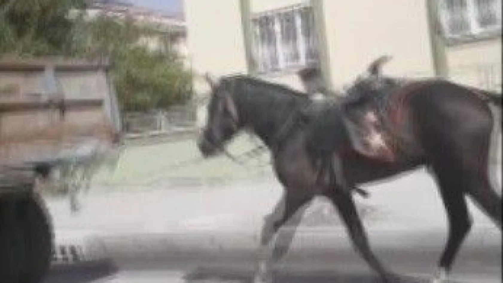 Vicdansız sürücü römorkun arkasına bağladığı atı kilometrelerce koşturdu

