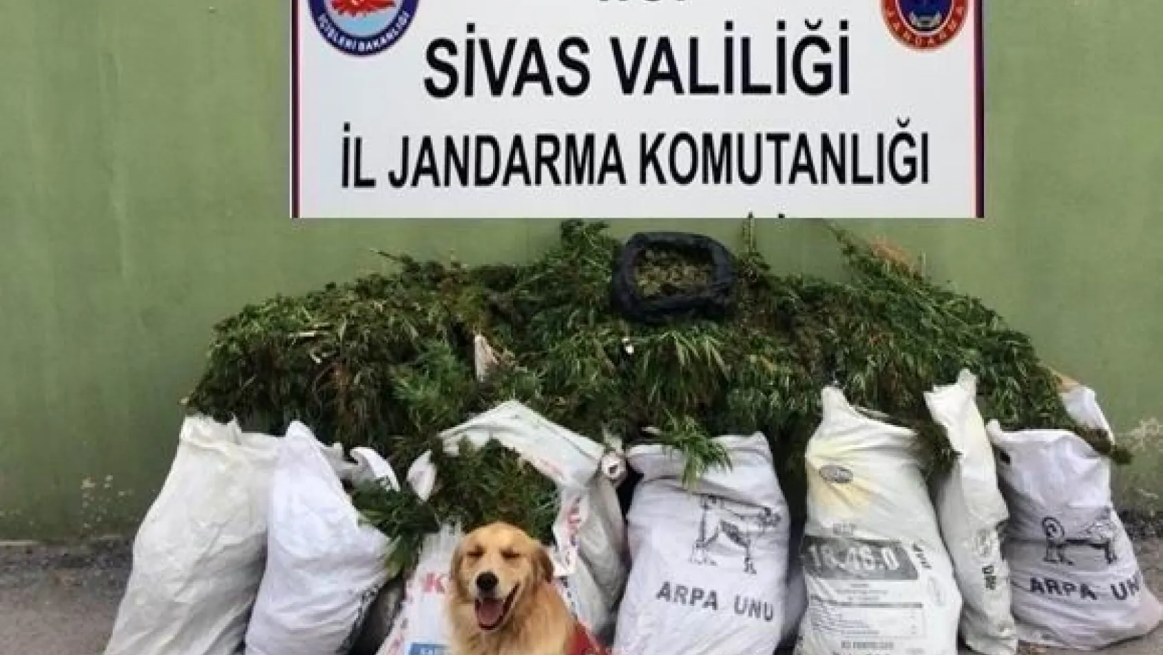 Sivas'ta 46 kilo esrar ele geçirildi

