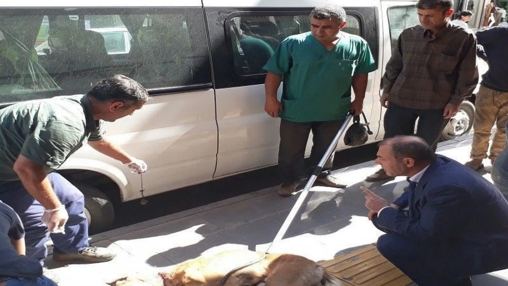 Bismil Belediyesi sokak köpeklerine sahip çıkıyor
