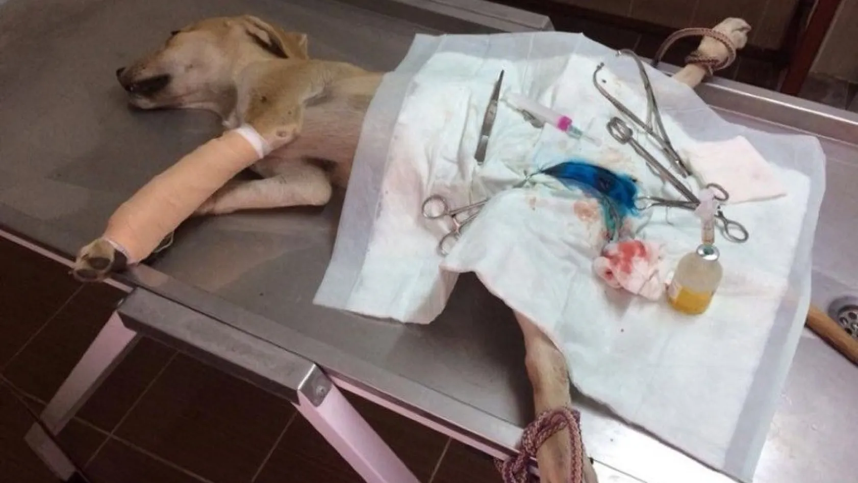 Ayağı kırılan köpek tedavi edildi
