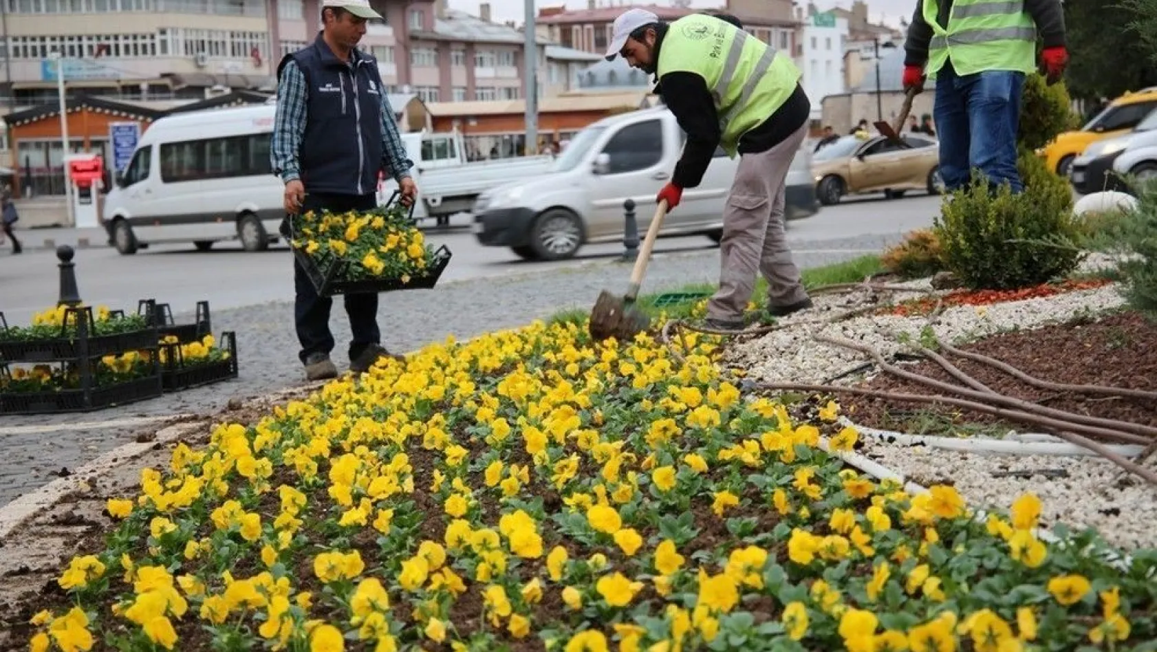 Sivas'ta soğuğa dayanıklı çiçek dikildi
