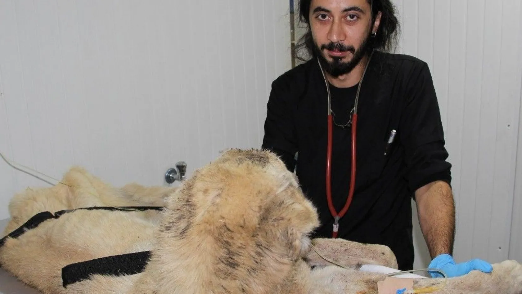 Açlıktan ölmek üzere olan Kangal cinsi köpeğe yardım eli
