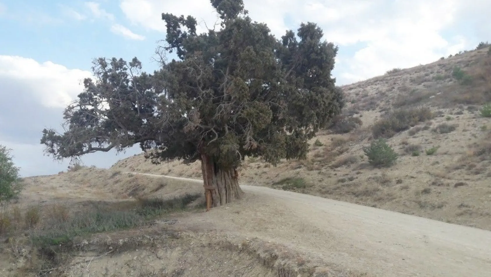 Yedi asırlık ardıç ağacı için koruma talebi
