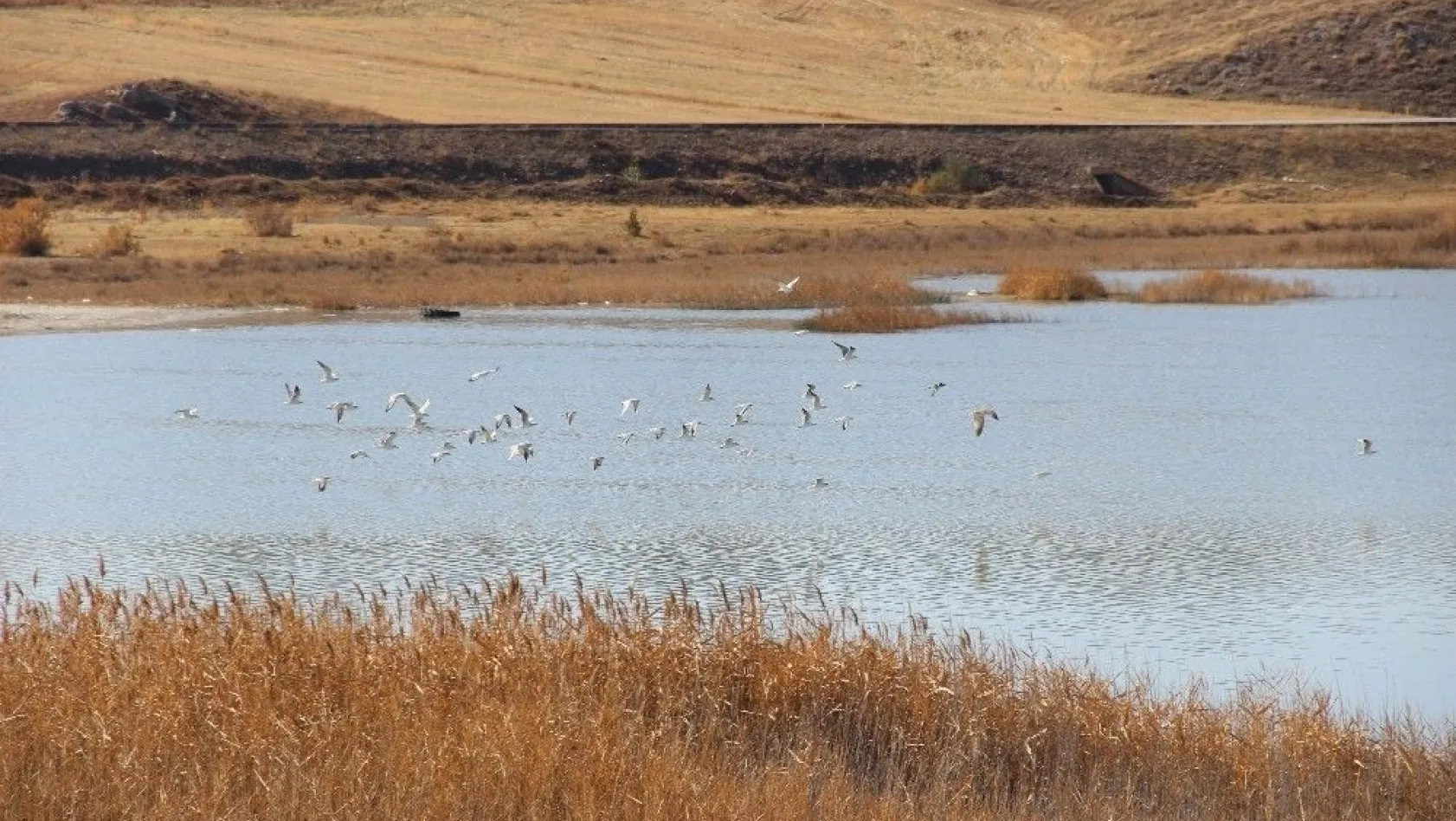 Sivas'ın kuş cenneti Tödürge Gölü'nde sonbahar
