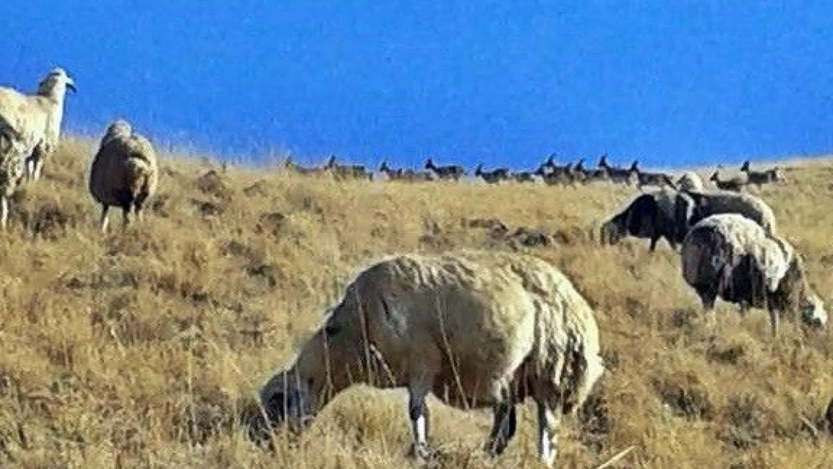 Erzincan'da 35 dağ keçisi koyun sürüsüne katıldı
