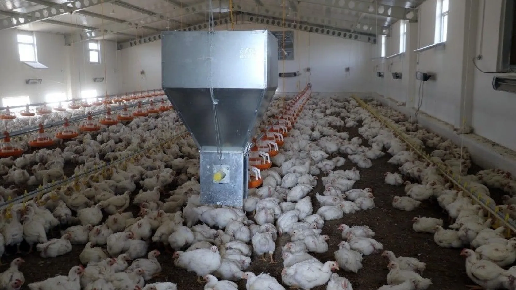 DÜ'den organik tavuk yatırımcılarına bilimsel eğitim
