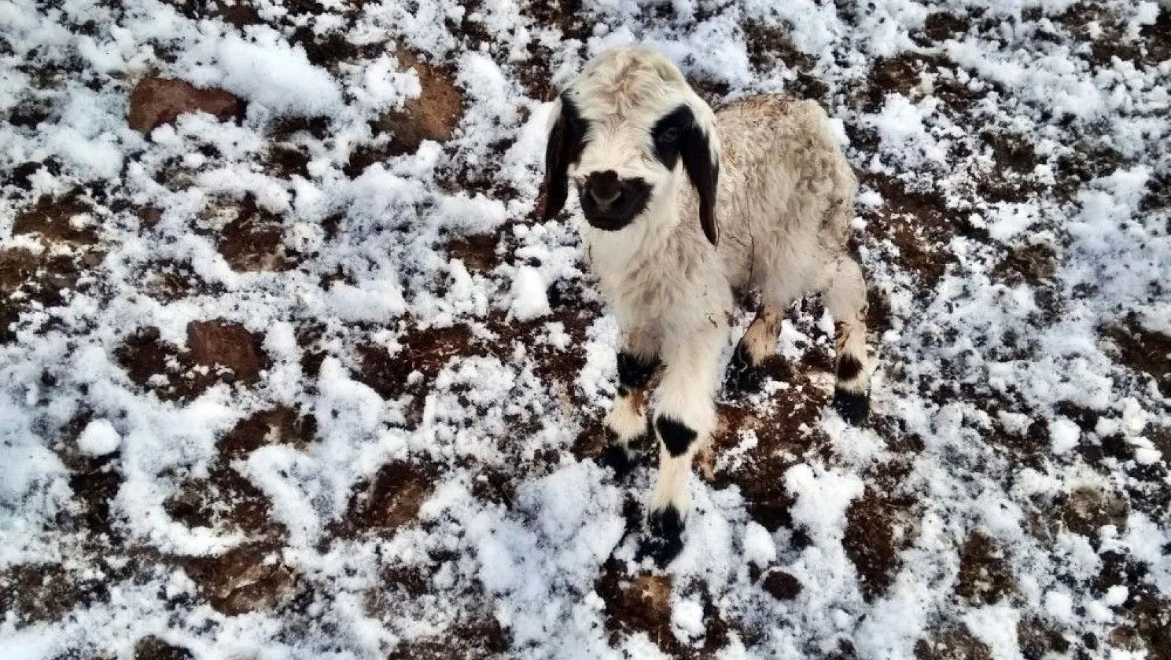 Erzincan'da çobanlar kar nedeniyle yaylada mahsur kaldı
