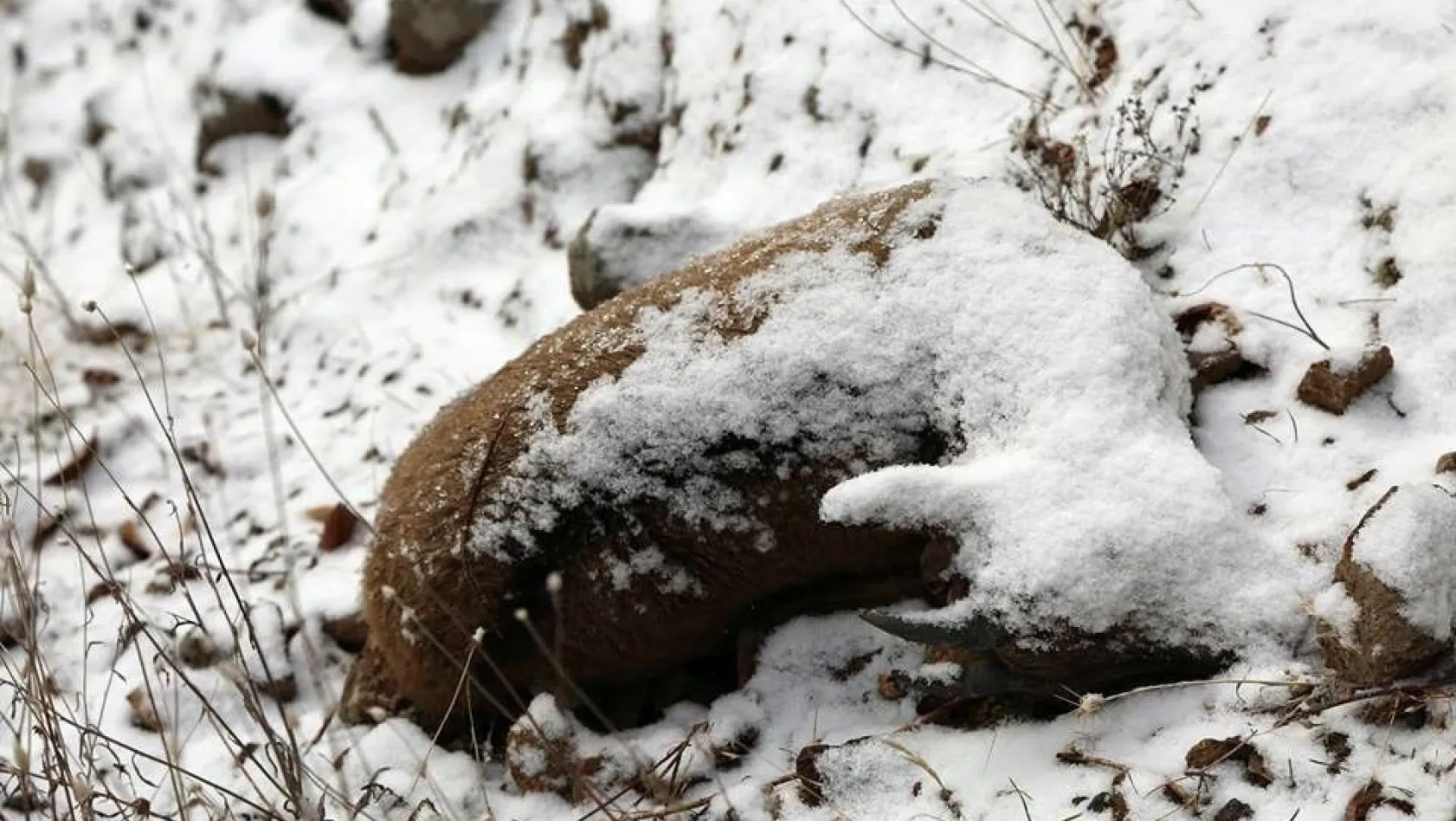 Tunceli'deki keçi ölümlerinin nedeni belli oldu