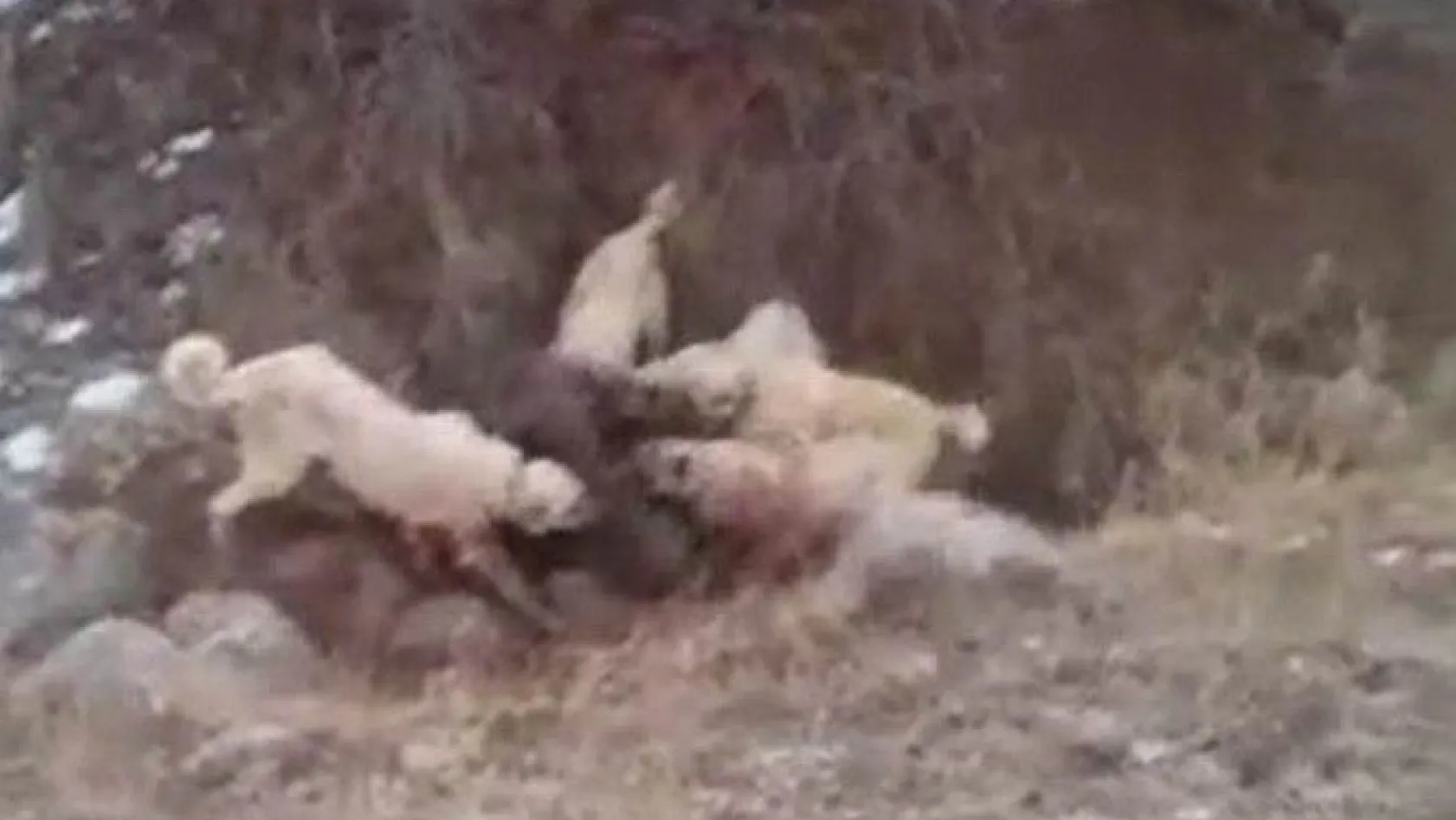 Sürüye saldıran dev yaban domuzunu Kangal köpekleri boğdu
