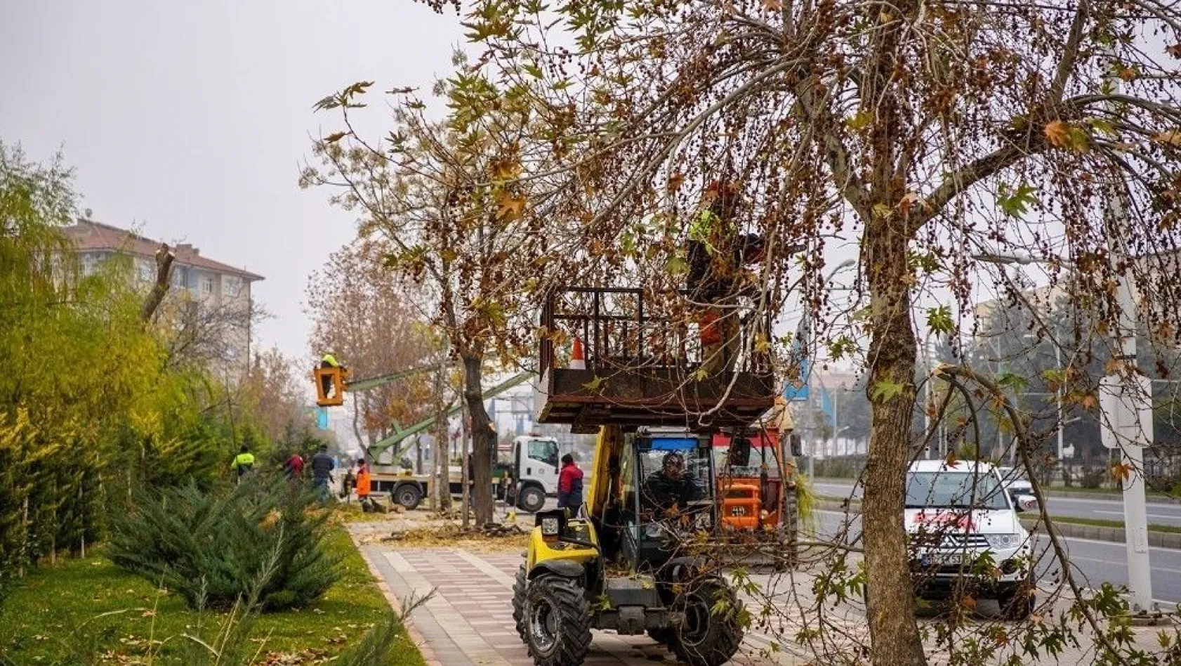 Malatya'da ağaç budama çalışmaları devam ediyor
