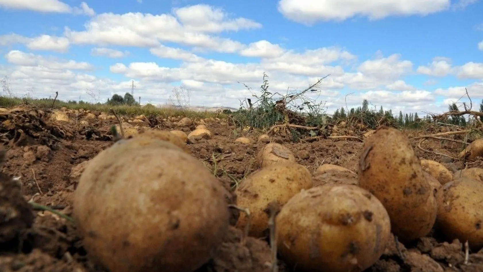 Türkiye'nin tohumluk patatesi Sivas'tan