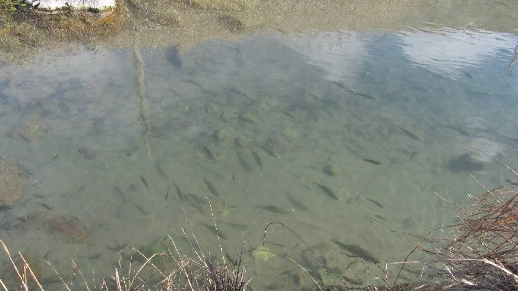 Sivas'ta balıklı kaplıca kaynağı boşa akıyor
