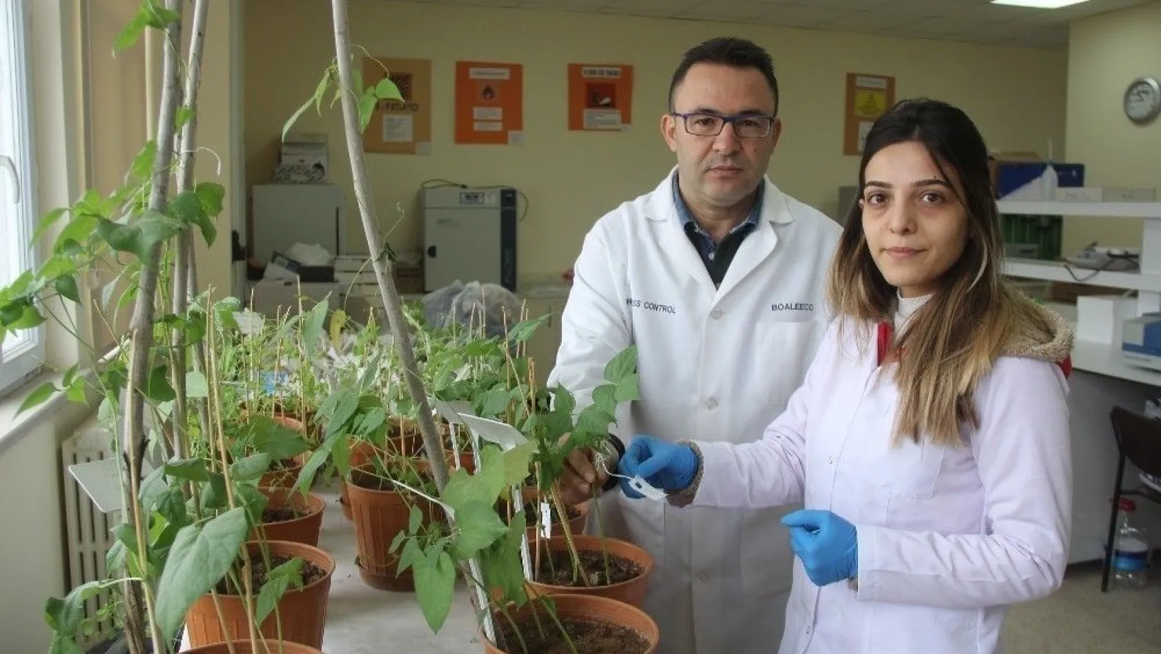 Sivas'ta bilim adamları kuraklığa dayanıklı tohum geliştiriyor
