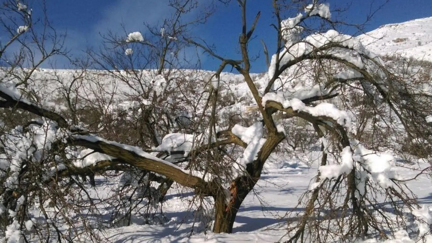 Aşırı kar yağışı kayısı ağaçlarının dallarını kırdı
