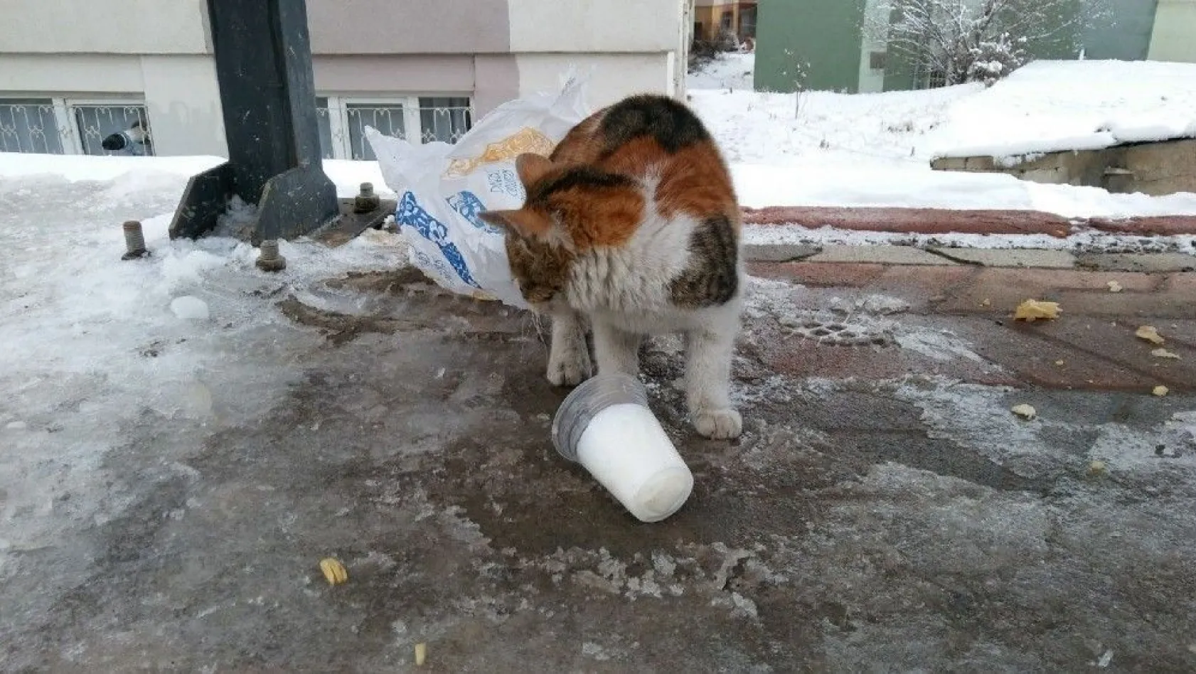 Aç kalan kedi donmuş sütle karnını doyurmaya çalıştı
