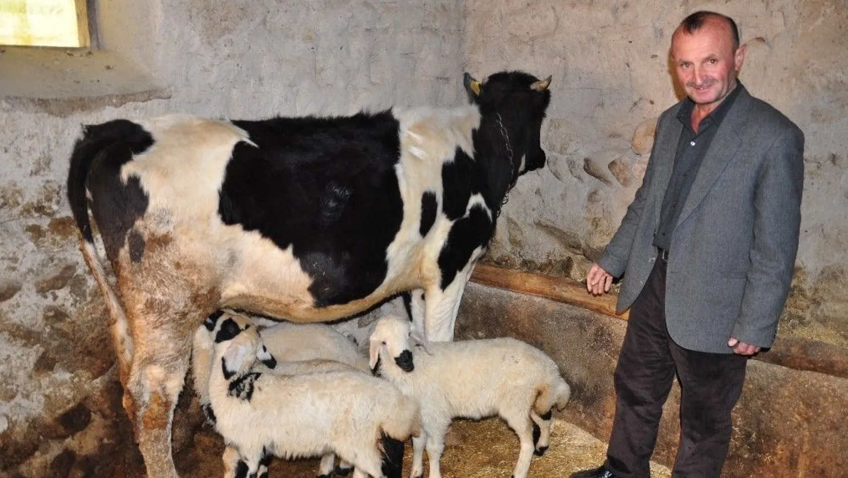'Alakız' adlı inek, kuzulara annelik yapıyor