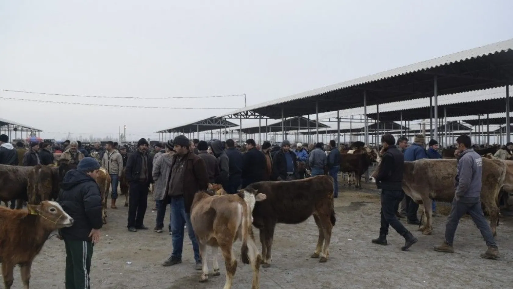 Şap karantinası altında bulunan hayvan pazarı yeniden açıldı
