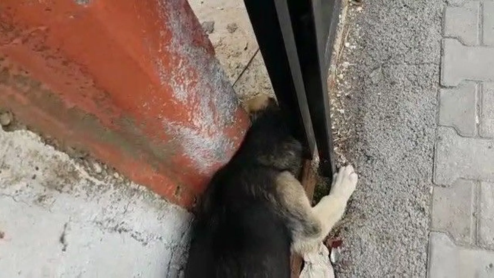 Başını duvar ile kapı arasına sıkışan köpek kurtarıldı
