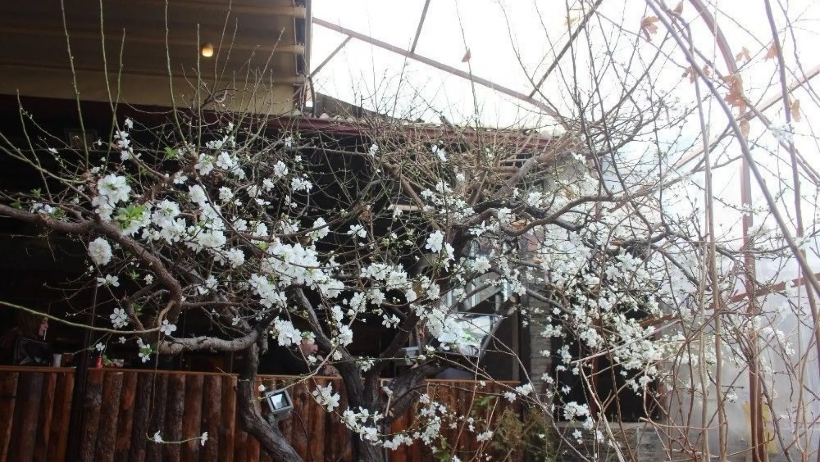 Erzincan'da ağaçlar çiçek açtı
