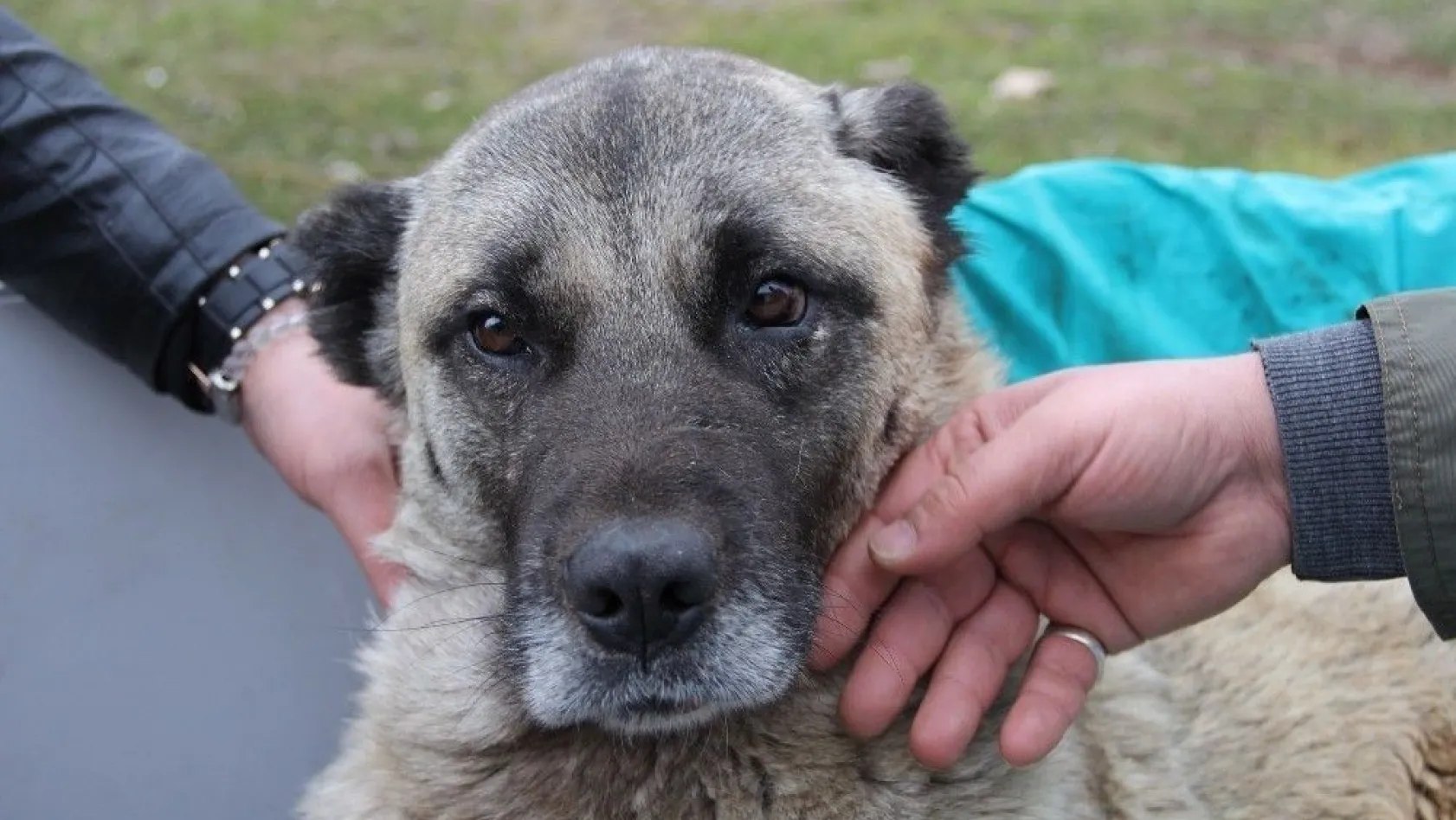 Sivas'ta tedavi için uçakla İstanbul'a taşınan yaralı köpek kurtarılamadı

