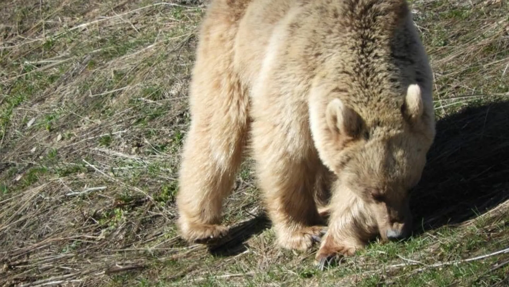Tunceli'de köy çevresinde gezinen ayılar objektiflere yansıdı