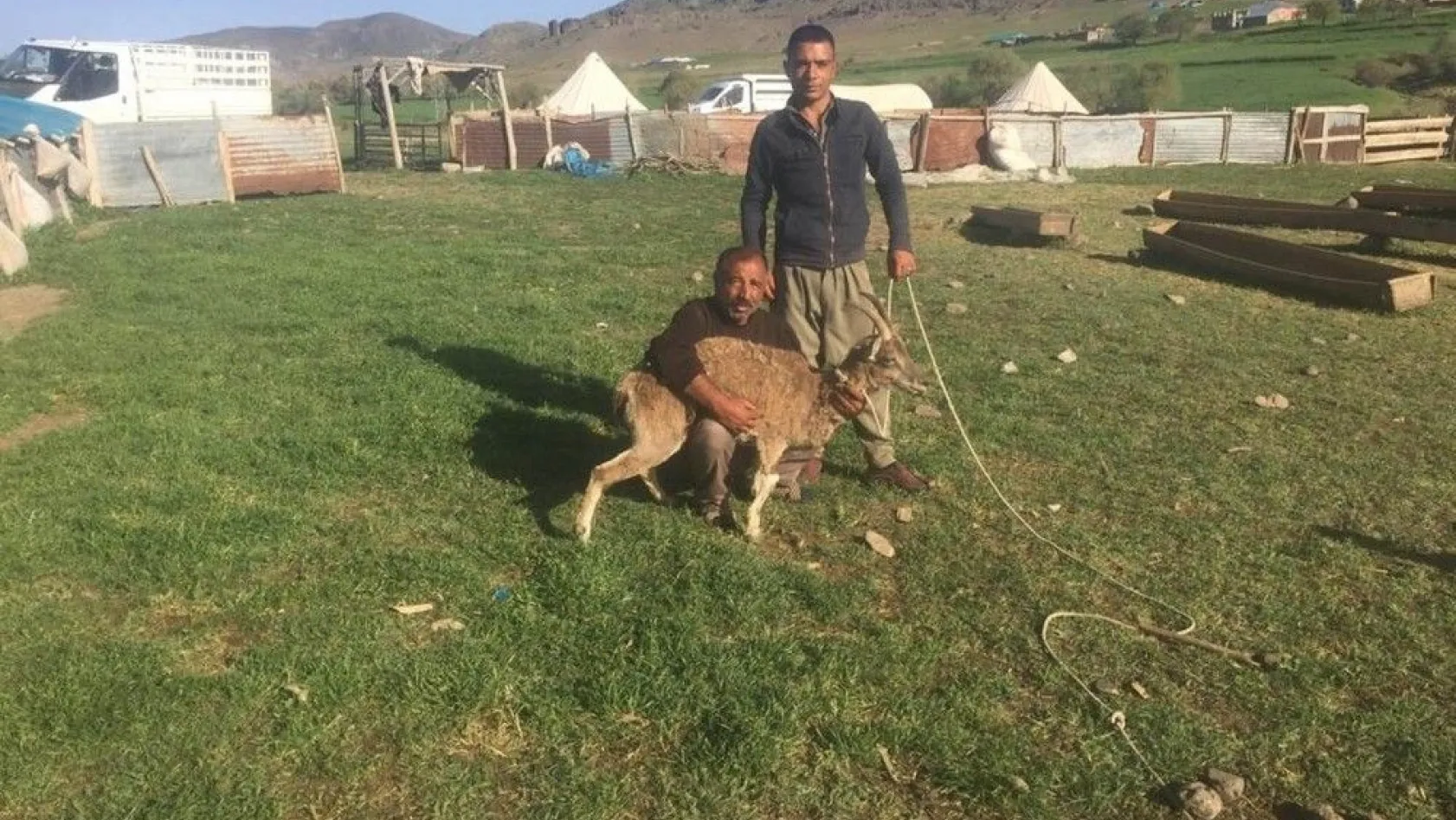 Köpeklerin saldırısına uğrayan dağ keçisini köylüler kurtardı
