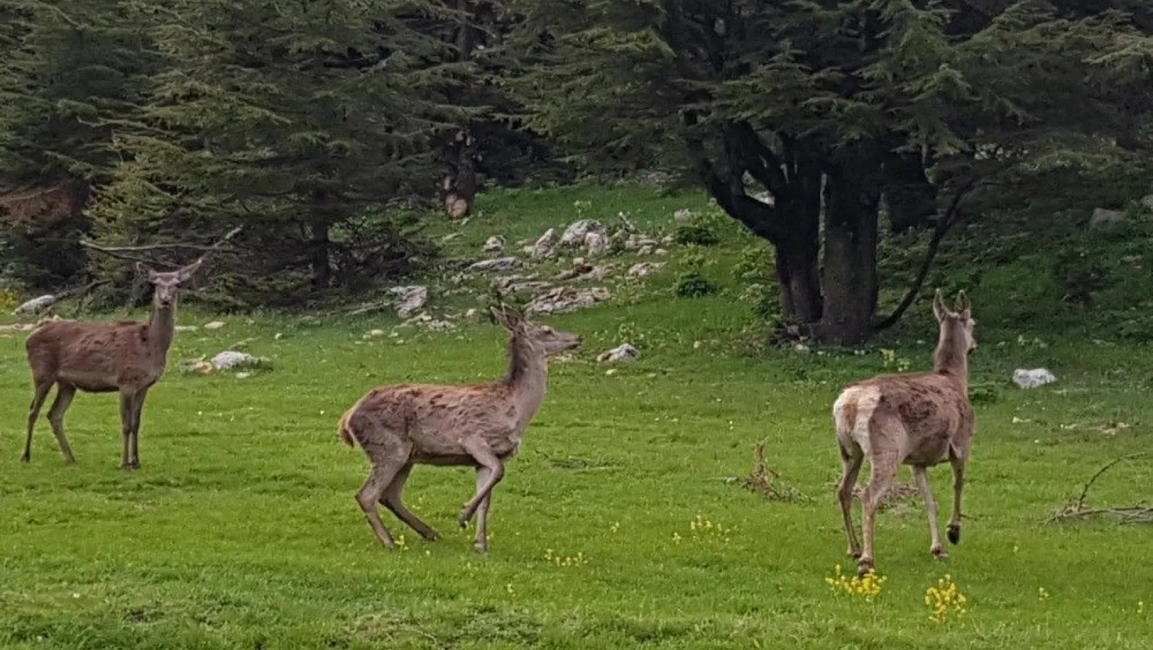 Kahramanmaraş'ta ala geyikler doğaya bırakıldı

