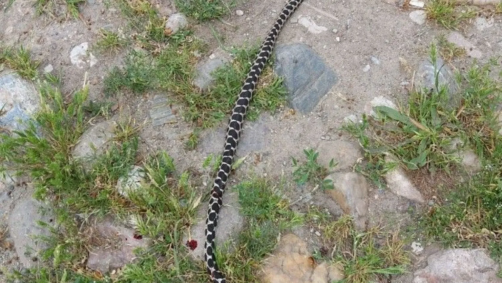 2 metre uzunluğundaki yılan itfaiyecilere zor anlar yaşattı
