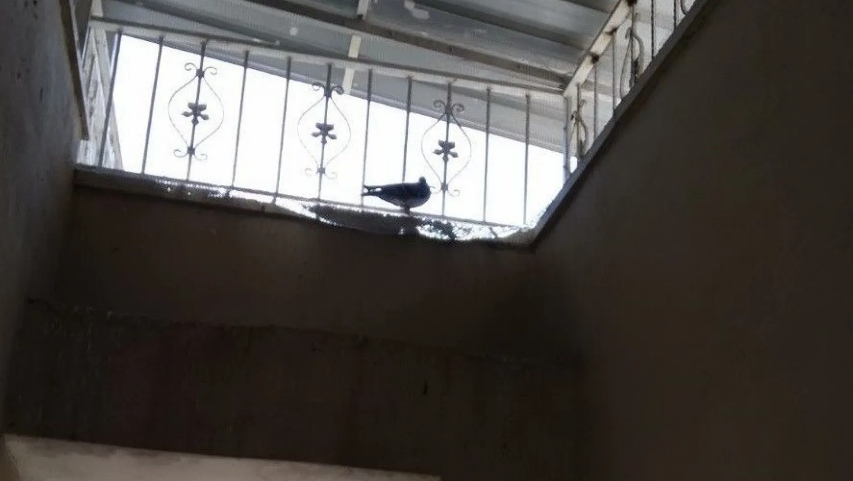 Merdiven boşluğunda mahsur kalan güvercinler kurtarıldı
