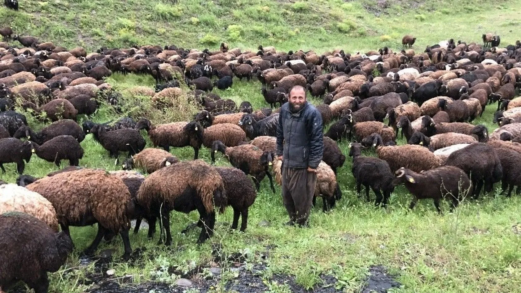 Çobanlar koyun sürüsüyle doluya tutuldu
