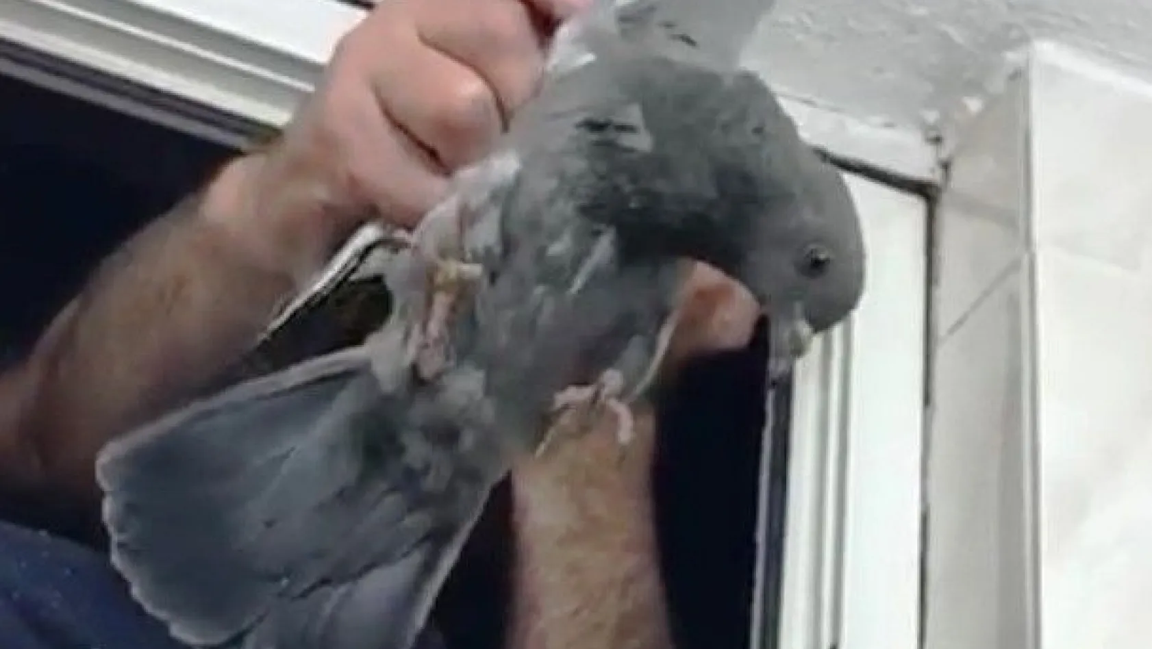 Havalandırma boşluğunda mahsur kalan güvercin kurtarıldı
