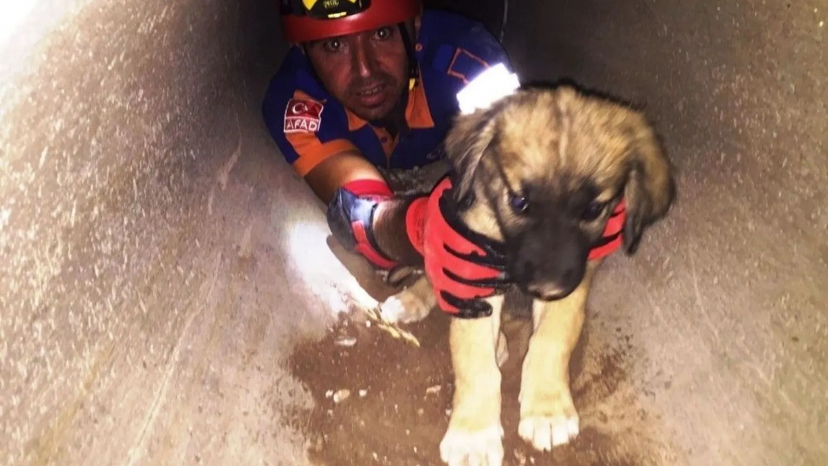 Kanalizasyonda mahsur kalan yavru köpekler kurtarıldı
