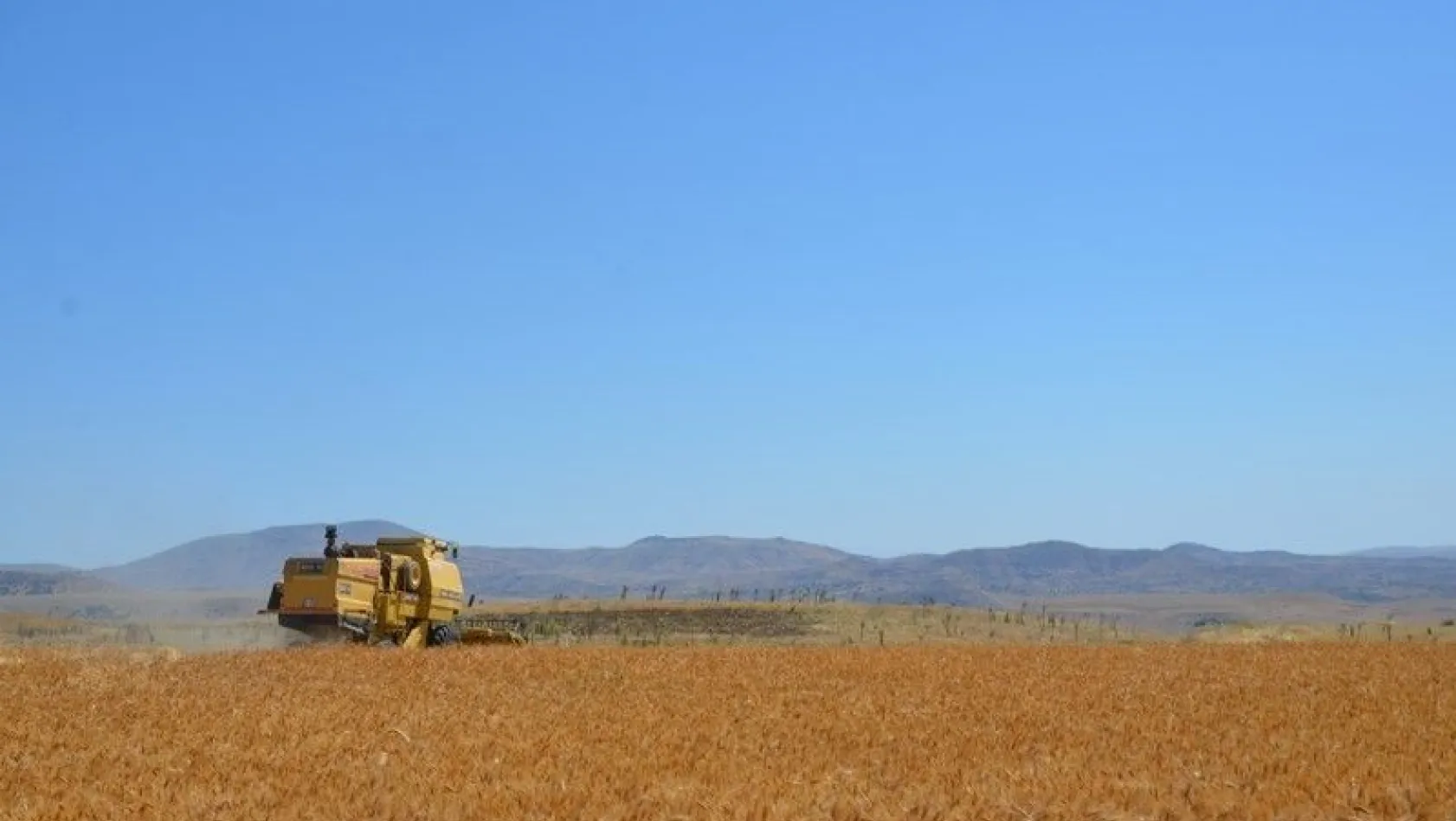 Arguvan'da Sarı Bursa Buğdayı ekildi
