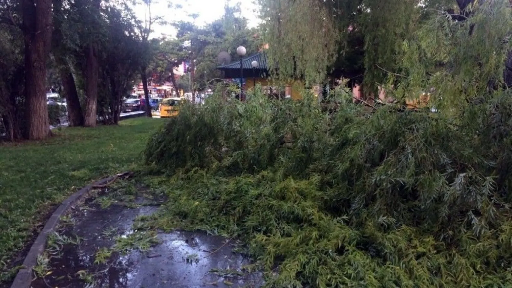 Erzincan'da fırtına ve yağış ağaçları devirdi
