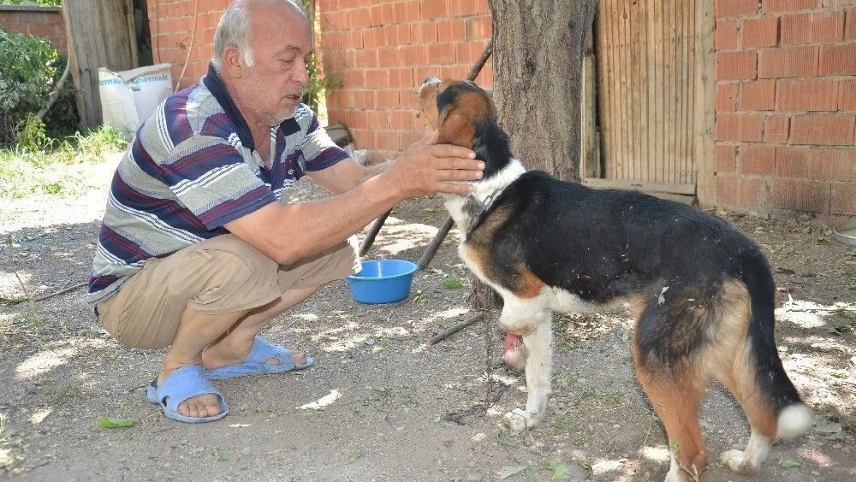 Yaban hayvanlarının yaraladığı av köpeğine şefkat eli uzandı
