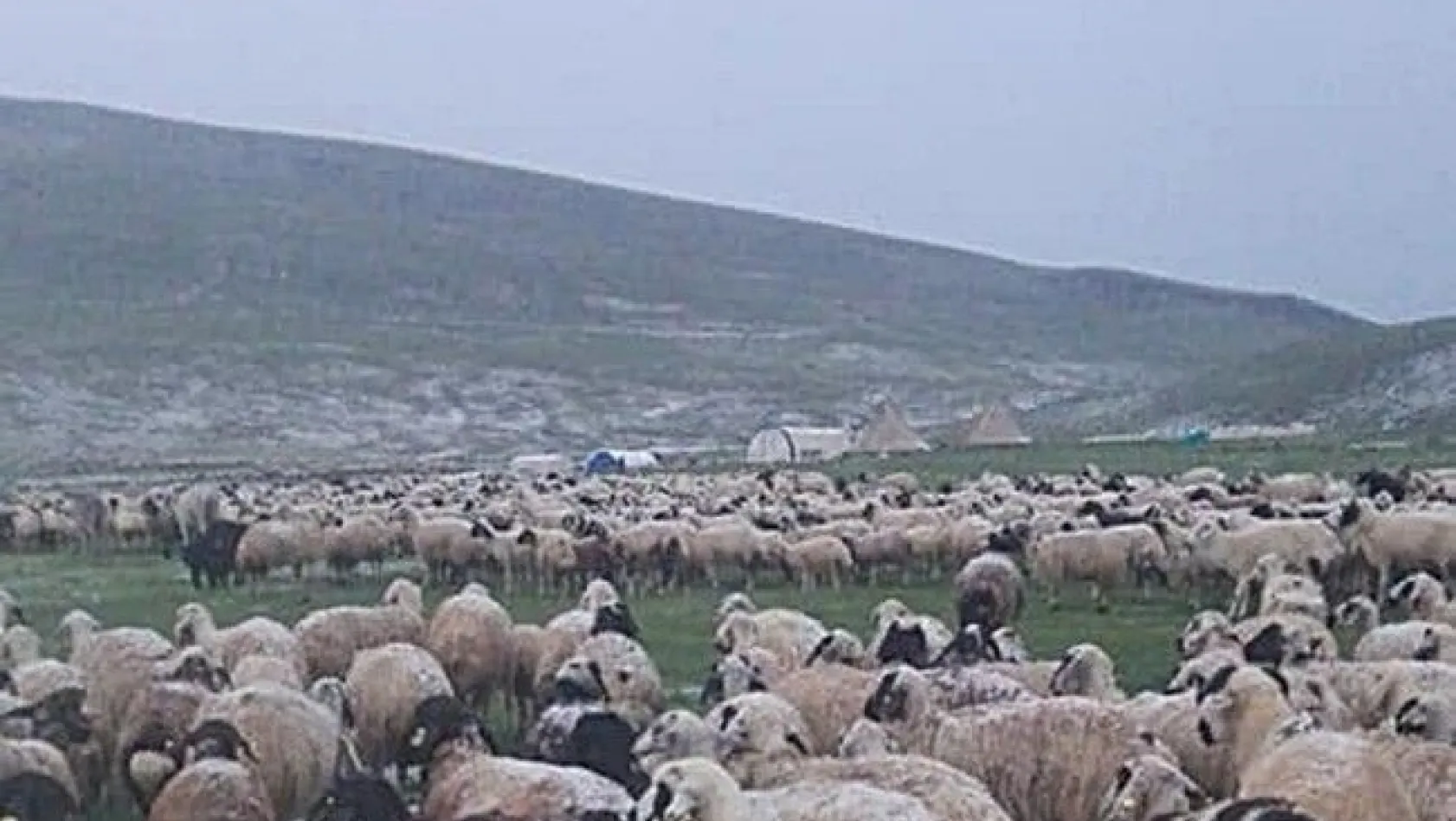12 saatlik yağış nedeniyle çobanlar yaylada mahsur kaldı
