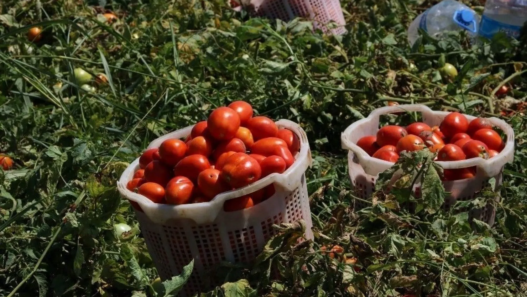 Üreticilere domates güvesi uyarısı
