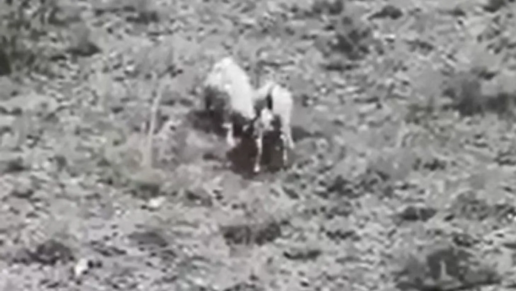 İki inatçı keçi bu sefer dağda karşılaştı