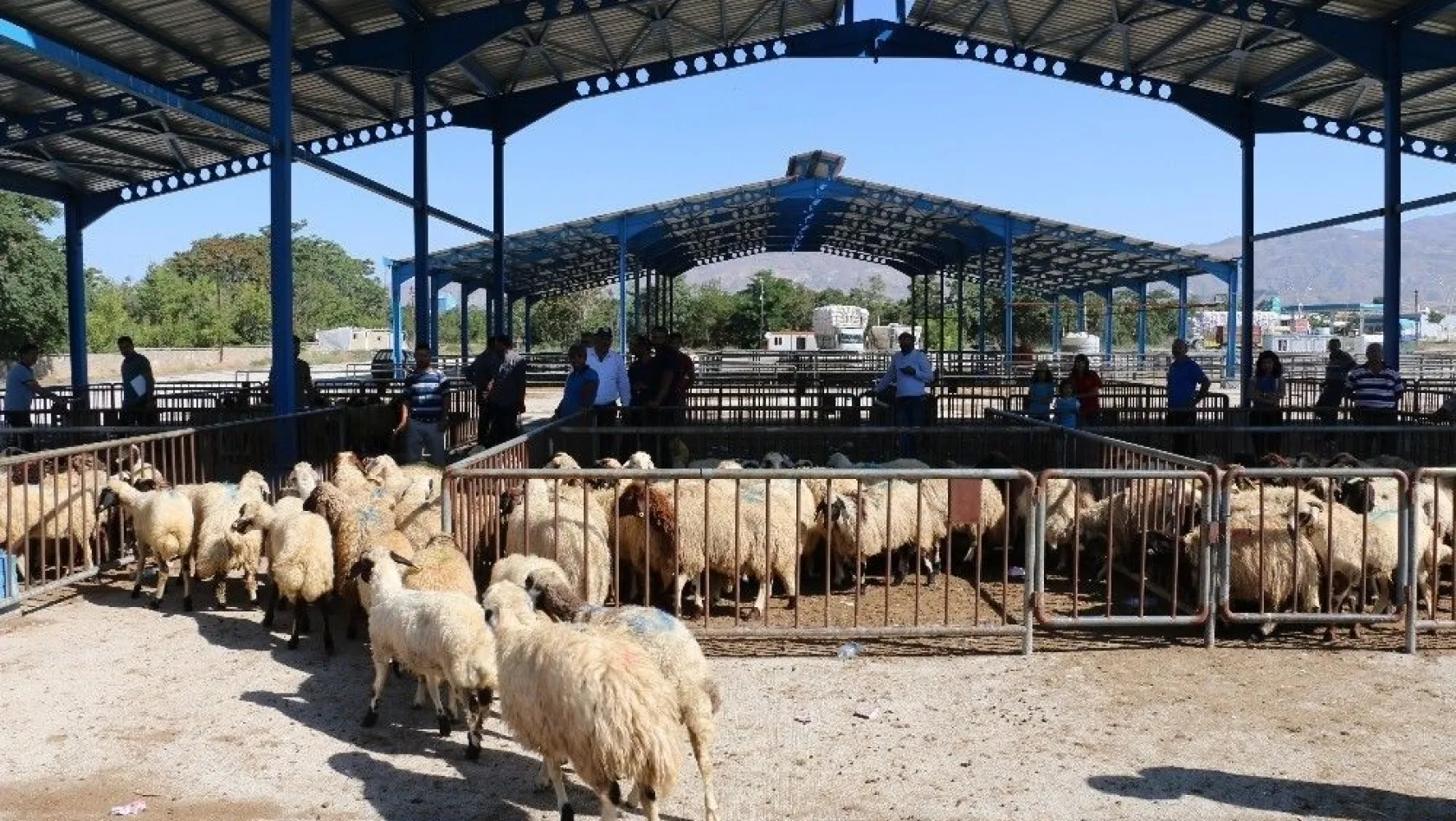 Erzincan'da genç çiftçiler koyunlarına kavuştu
