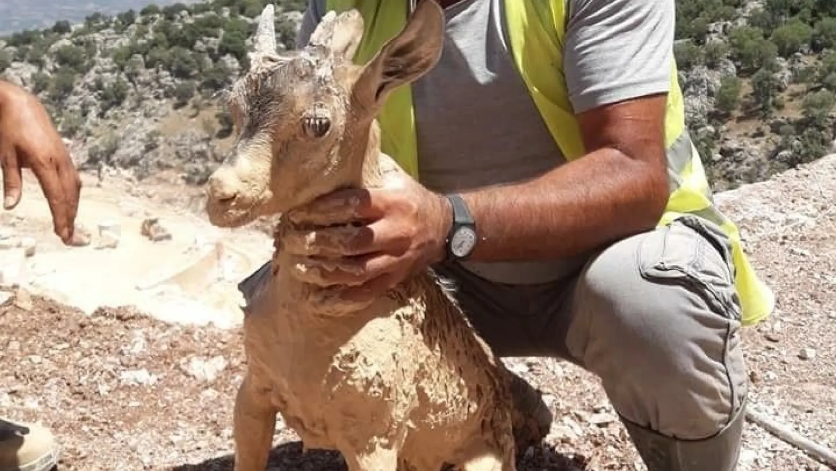 Yavru dağ keçisi mermer ocağının çamuruna saplandı
